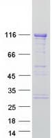 Human SH3BP4 Protein (Recombinant Myc-DDK (Flag))