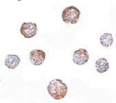IHC-plus™ CUEDC2 Antibody
