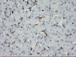 GIMAP4 Antibody (clone OTI2F9)