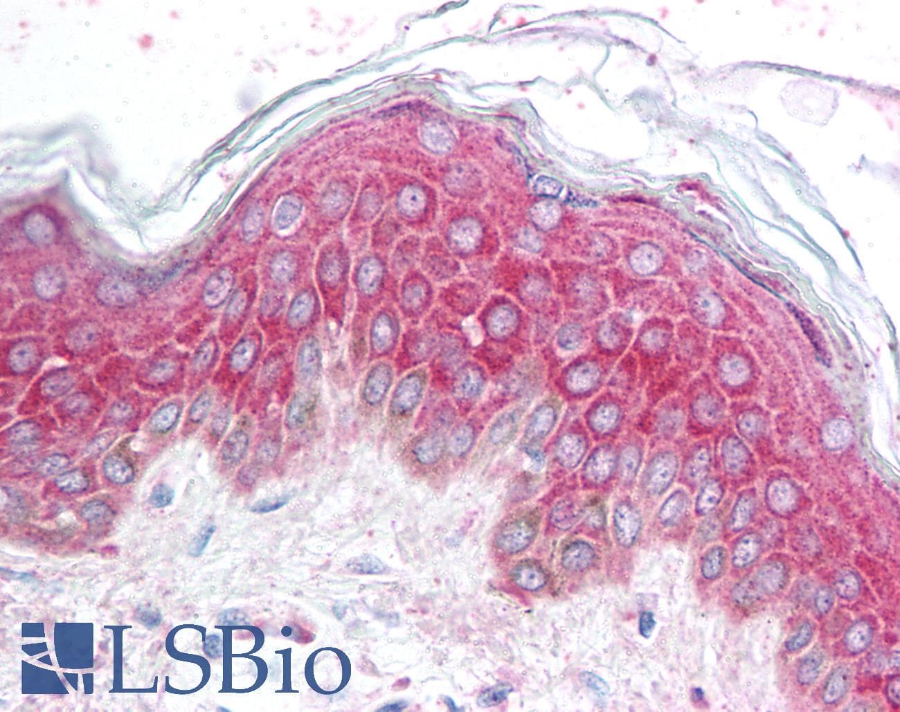 IHC-plus™ AVEN / PDCD12 Antibody