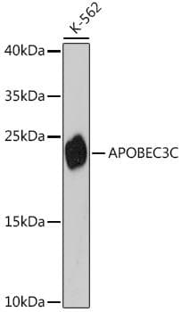 Polyclonal Rabbit anti-Human APOBEC3C Antibody (WB)