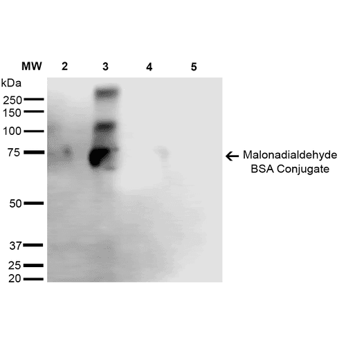Malondialdehyde Antibody (clone 6H6)