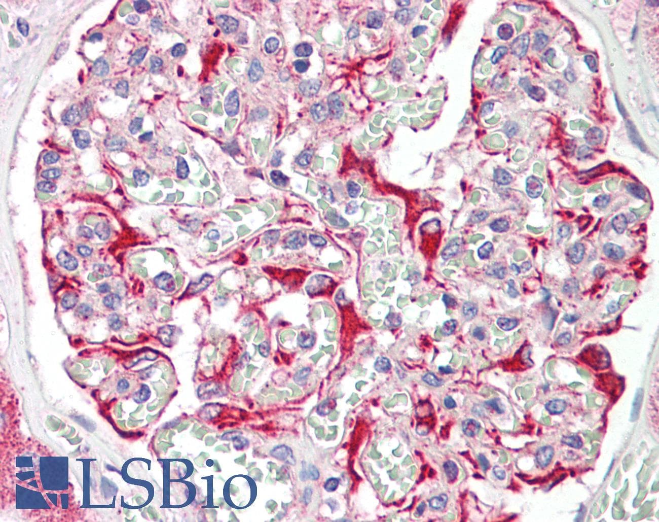 IHC-plus™ Polyclonal Rabbit anti-Human ZWINT Antibody (IHC, WB)