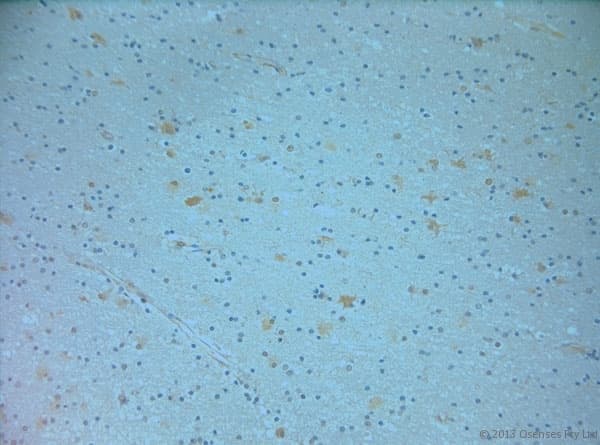 Polyclonal Goat anti-Rat NOS1 / nNOS Antibody (C-Terminus, IHC, WB)