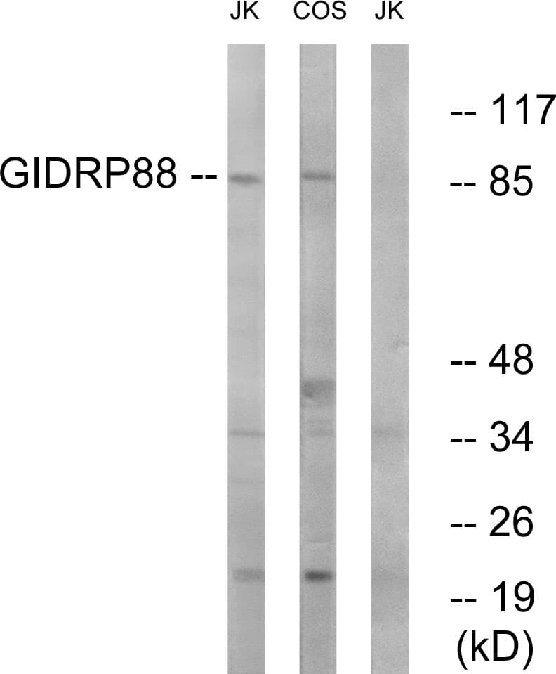 IHC-plus™ R3HCC1L / C10orf28 Antibody (aa721-770)