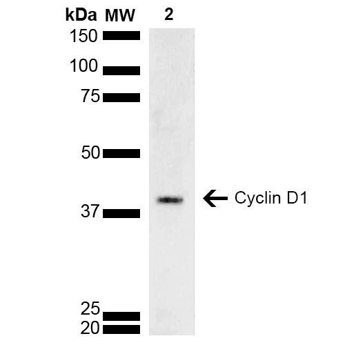 CCND1 / Cyclin D1 Antibody (APC)