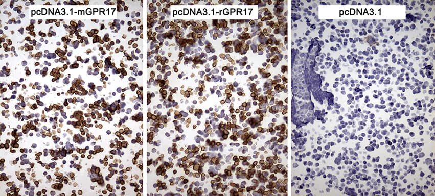 GPR17 Antibody (clone OTI9D6, Carrier-free)