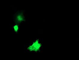 NKIRAS1 Antibody (clone OTI1D2)