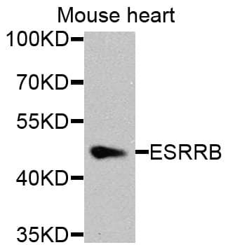 Polyclonal Rabbit anti-Human ESRRB / ERR Beta Antibody (WB)