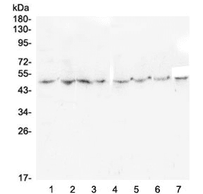 TANK Antibody