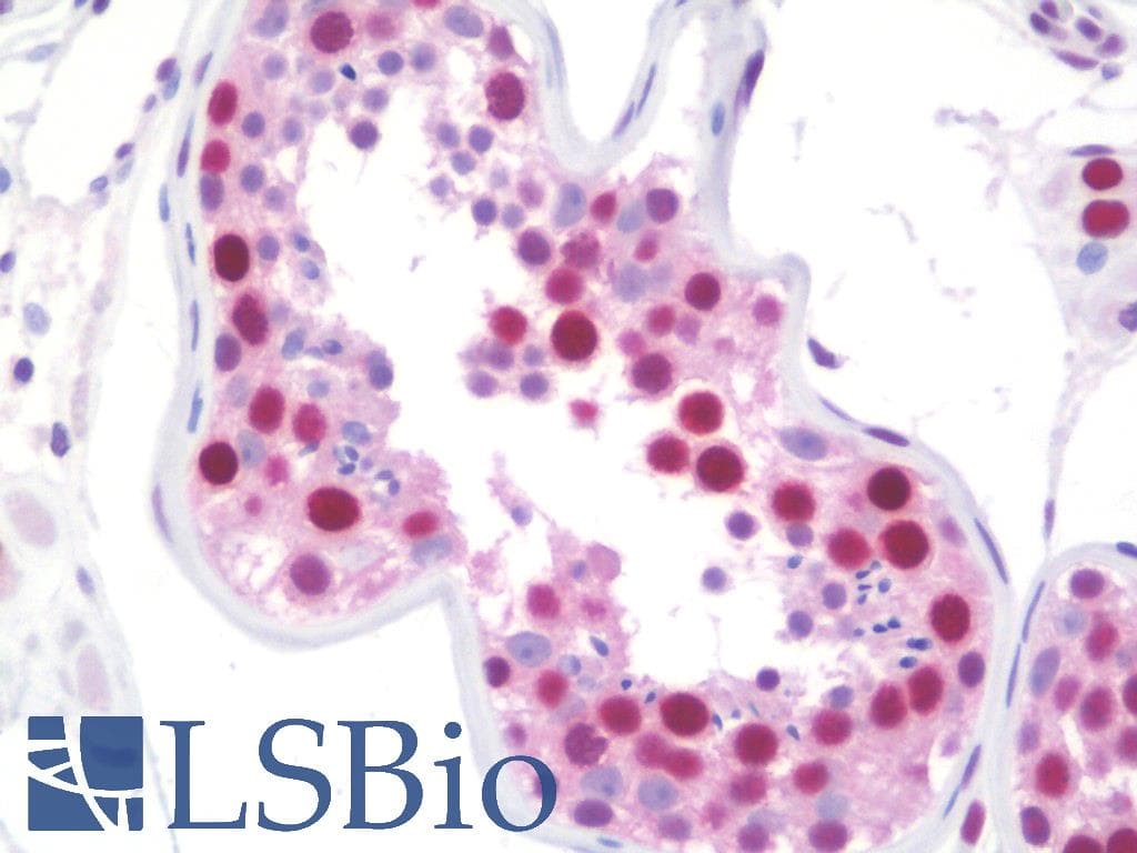 PathPlus™ PCNA Antibody (clone PC10)