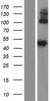 Human LIPF / GL / Gastric Lipase Protein (Over-Expression Lysate Myc-DDK (Flag))