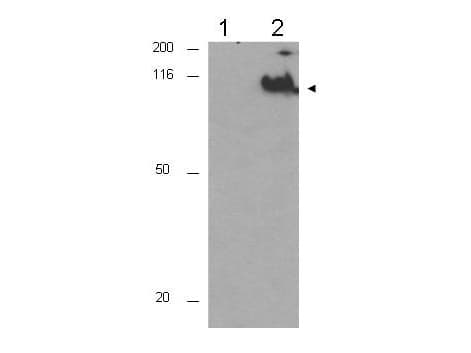 CDC27 Antibody (Thr224)