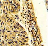FPGS Antibody (aa304-330)
