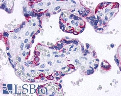 PathPlus™ Polyclonal Rabbit anti-Human GPBAR1 / TGR5 Antibody (C-Terminus, IHC)