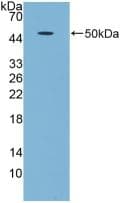 GDF5 / GDF-5 Antibody (aa86-501, Cy3)