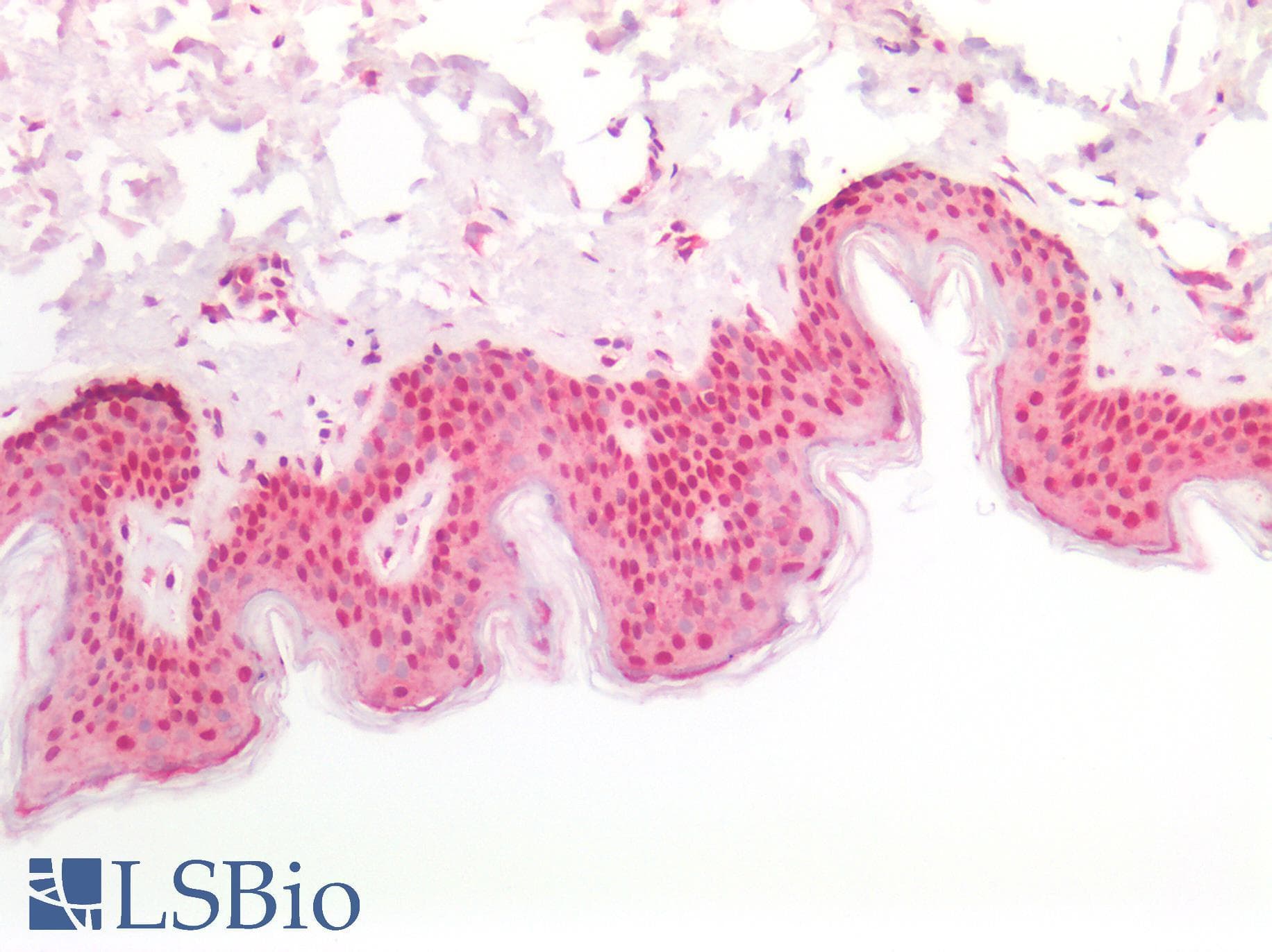 PathPlus™ Polyclonal Rabbit anti-Human HNRNPK / hnRNP K Antibody (aa380-430, IHC)