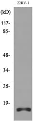 Apelin Antibody