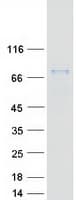 Human FIG1 / IL4I1 Protein (Recombinant Myc-DDK (Flag))