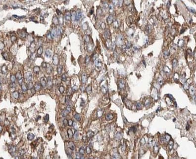 POFUT2 Antibody