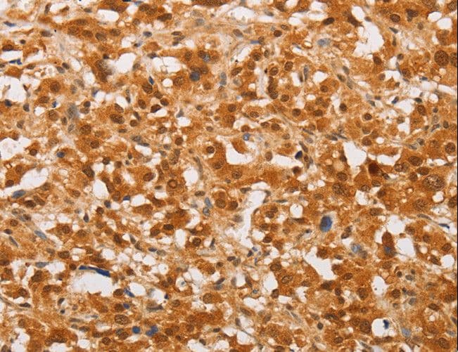 THOC7 Antibody
