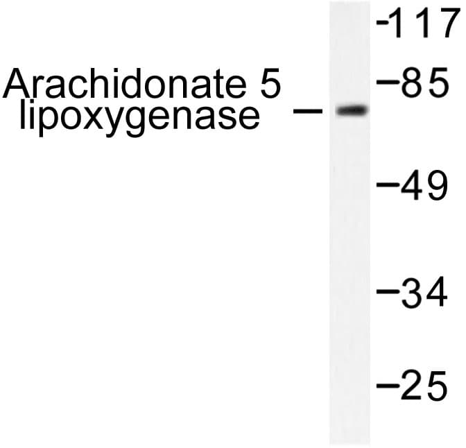 ALOX5 / 5-LOX Antibody (Glu267)