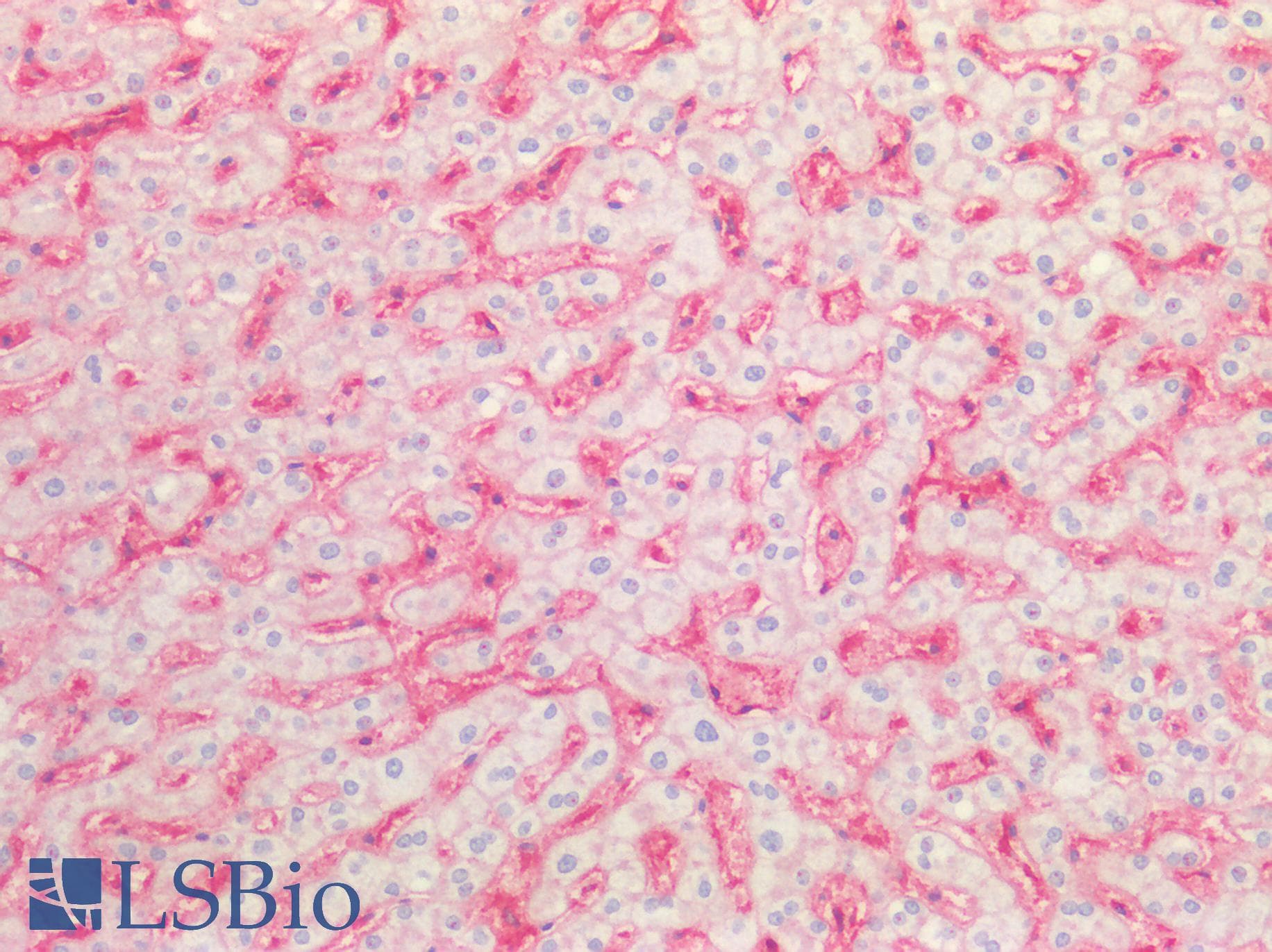 PathPlus™ B2M / Beta 2 Microglobulin Antibody (clone OTI1A9)