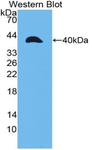 MMP23 Antibody (aa71-383)