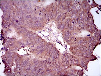 EGFR Antibody (aa693-893, clone 5G9B5)