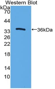 ICAM-1 / CD54 Antibody (aa46-301, Biotin)