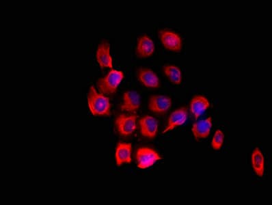 Polyclonal Rabbit anti-Human FARP1 / CDEP Antibody