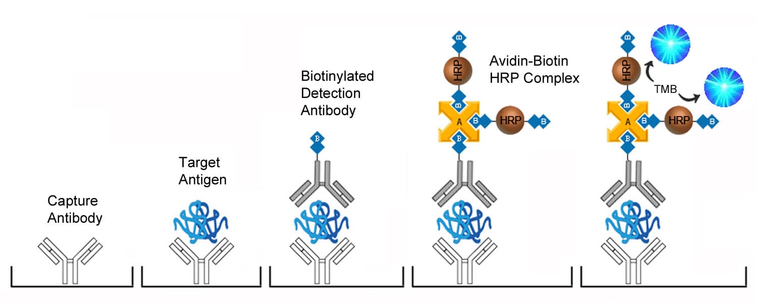 Human RLN3 / Relaxin 3 ELISA Kit (Sandwich ELISA)