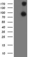 Monoclonal Mouse anti-Human ANAPC2 / APC2 Antibody (clone OTI1H8, IF, WB)