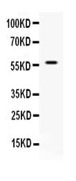 APEX2 Antibody