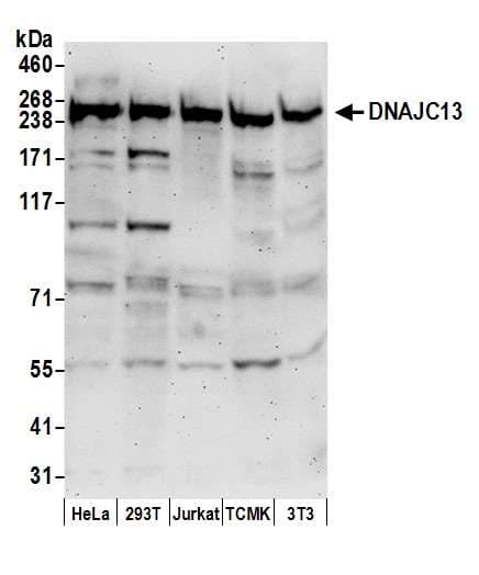 Polyclonal Rabbit anti-Human DNAJC13 Antibody (aa1175-1225, WB)