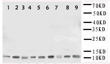 HSPE1 / HSP10 / Chaperonin 10 Antibody (aa81-102)