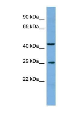 RAB40C Antibody (C-Terminus)
