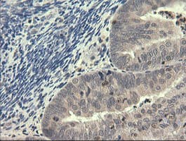 PIK3R5 Antibody (clone OTI2E4, Carrier-free)