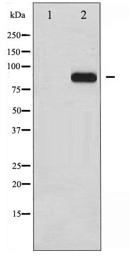 Polyclonal Rabbit anti-Human HSF1 Antibody (phospho-Ser303, IHC, WB)