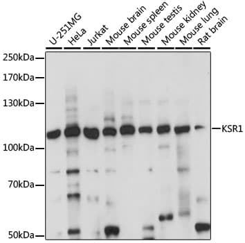 KSR1 Antibody