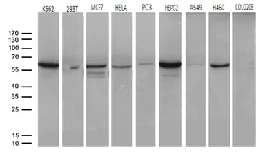 CCT4 / SRB Antibody (clone OTI4E6)