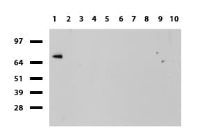 SLC7A8 / LAT2 Antibody (clone UMAB70)