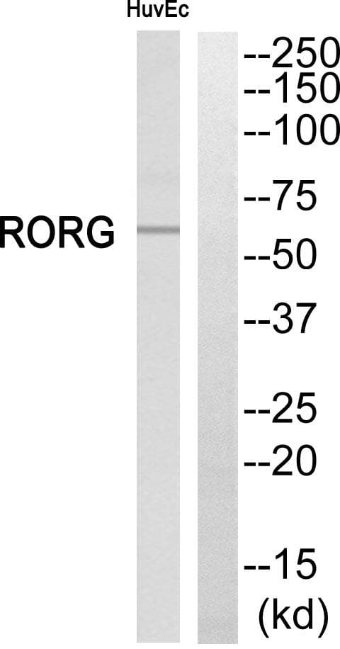 RORC / ROR Gamma Antibody