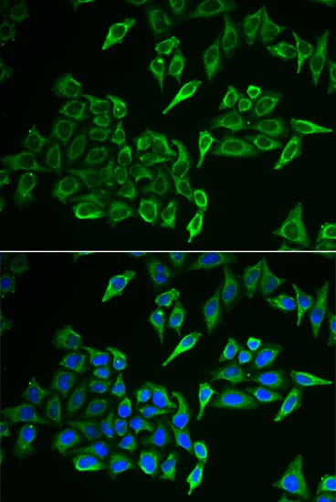 COXIV / COX4 Antibody