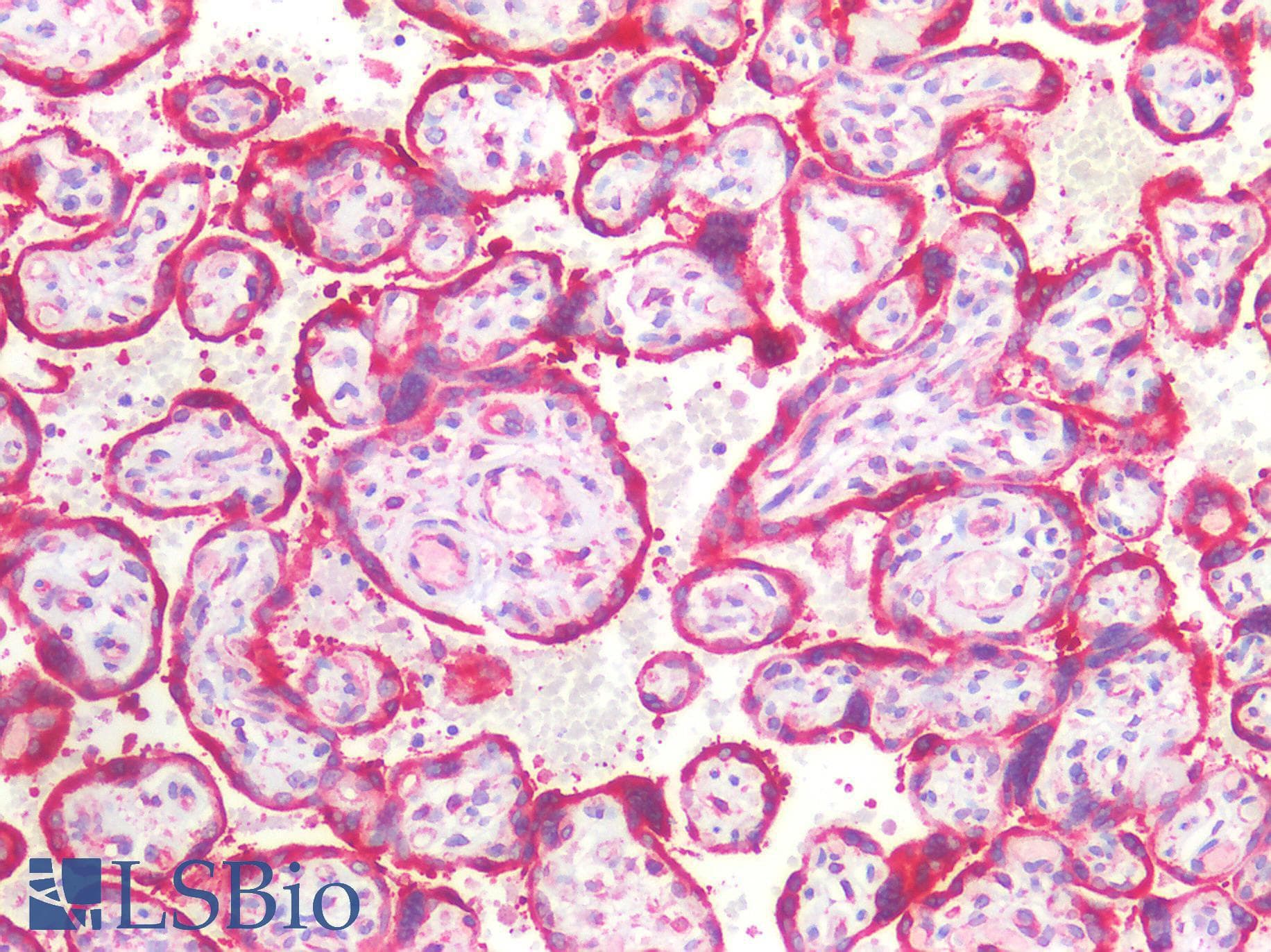IHC-plus™ SEL1L Antibody