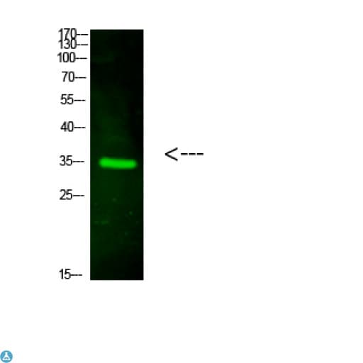 VSIG2 Antibody