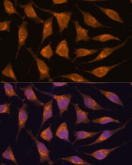 GCP60 / ACBD3 Antibody