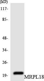 MRPL18 Antibody (aa44-93)