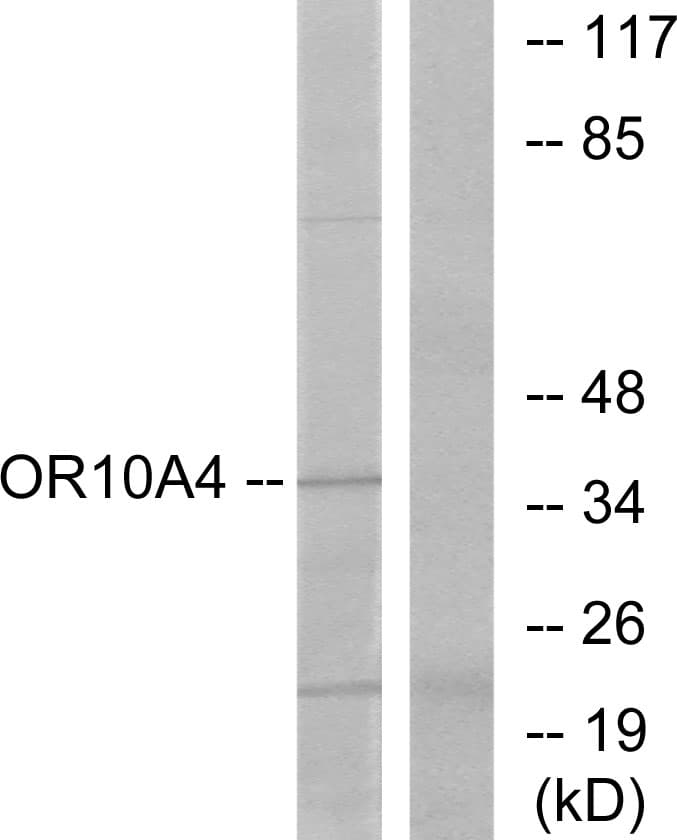OR10A4 Antibody (aa261-310)