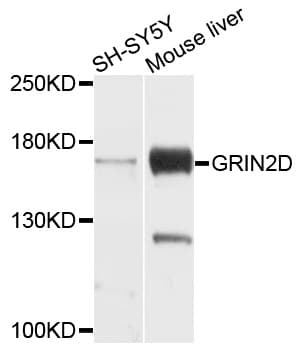 GRIN2D / NMDAR2D / NR2D Antibody